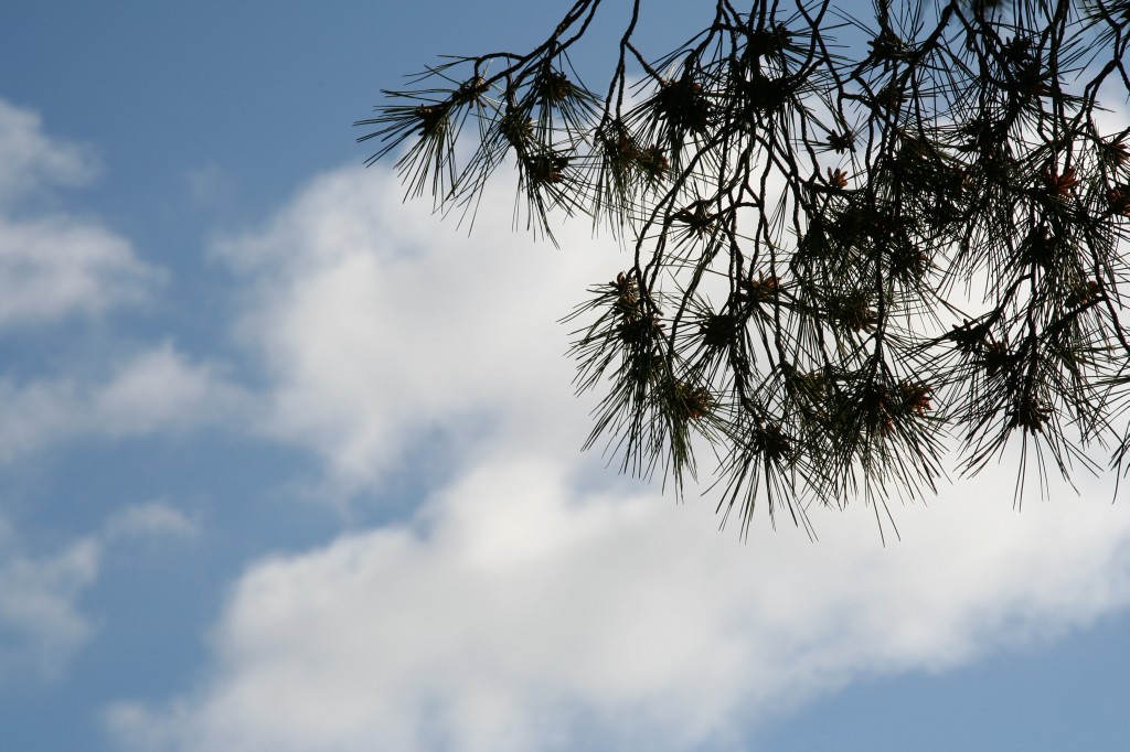 Needles & sky