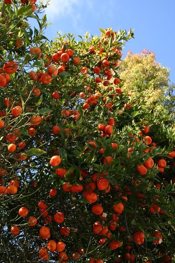 Orange tree