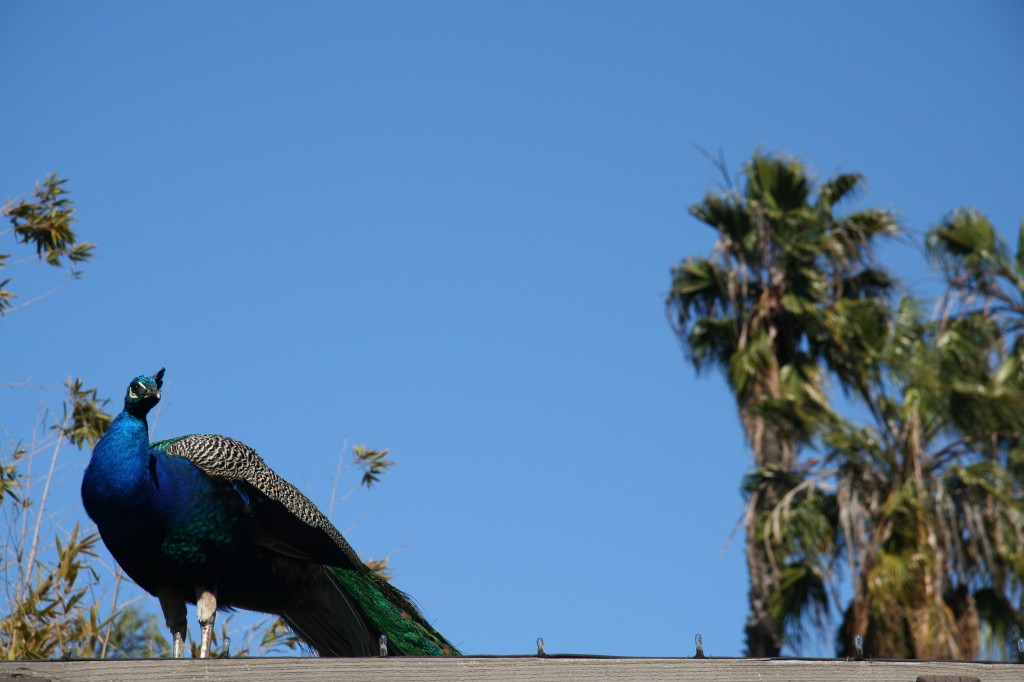 Peacock strut