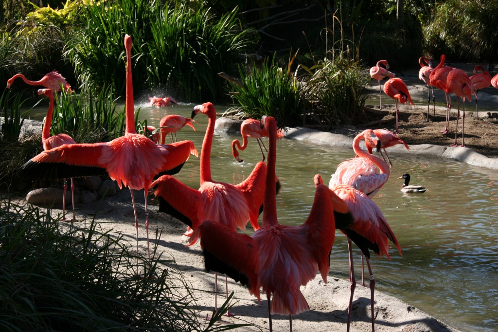 Flamingos