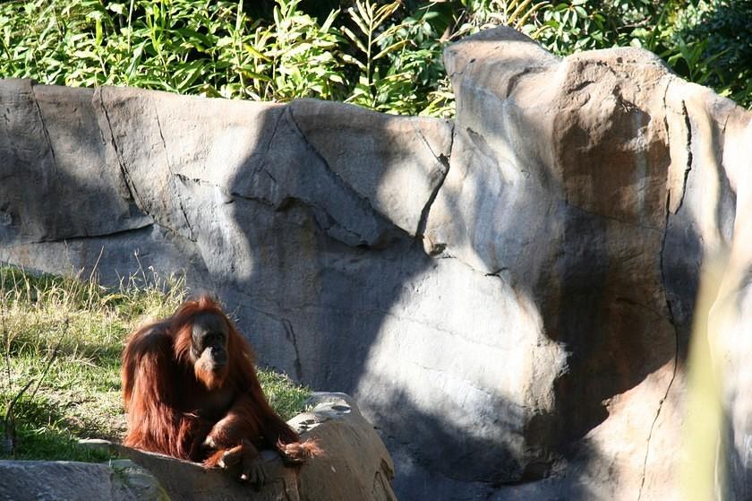 Orangutan sitting by the river