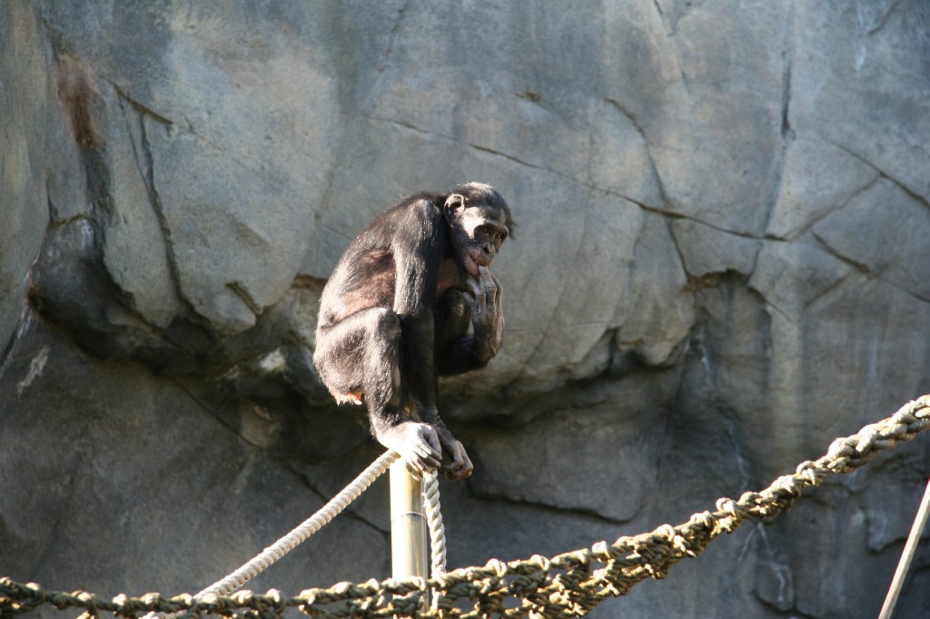 Bonobo squat