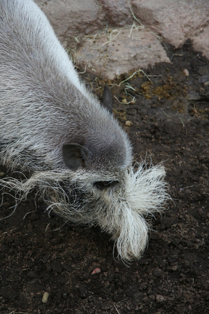 Whiskery boar