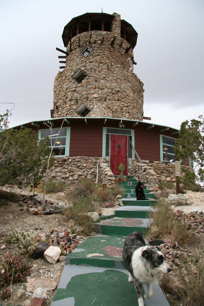 Dogs and the tower