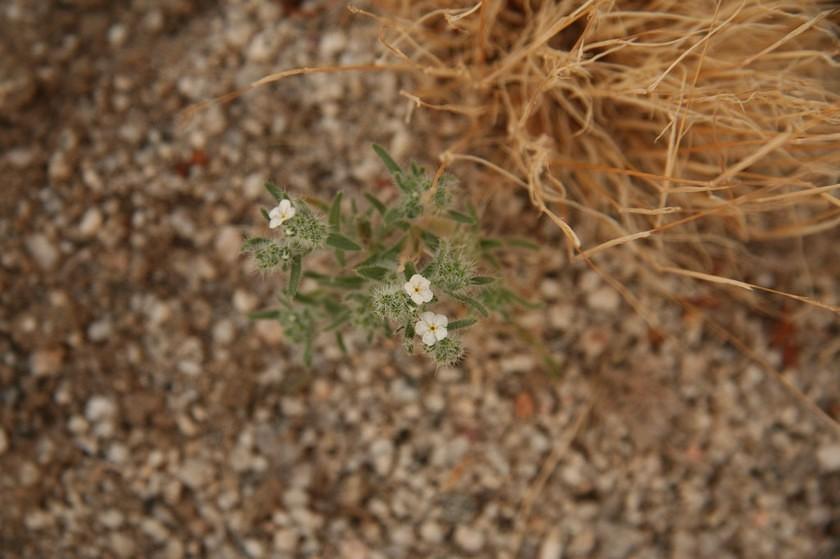 Tiny desert flowers