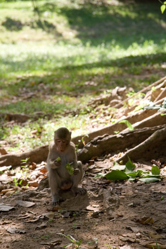 Angkor monkey