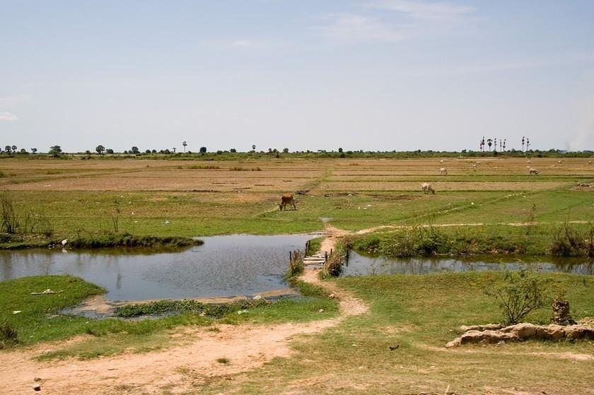 Dry rice fields