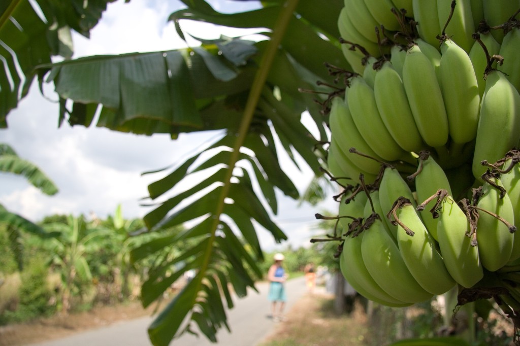 Banana plant