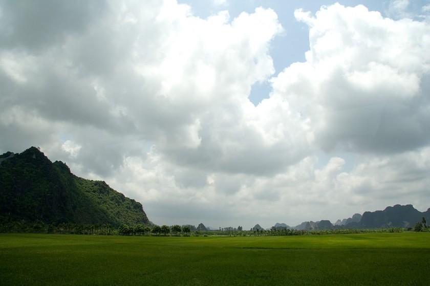 Rice field green