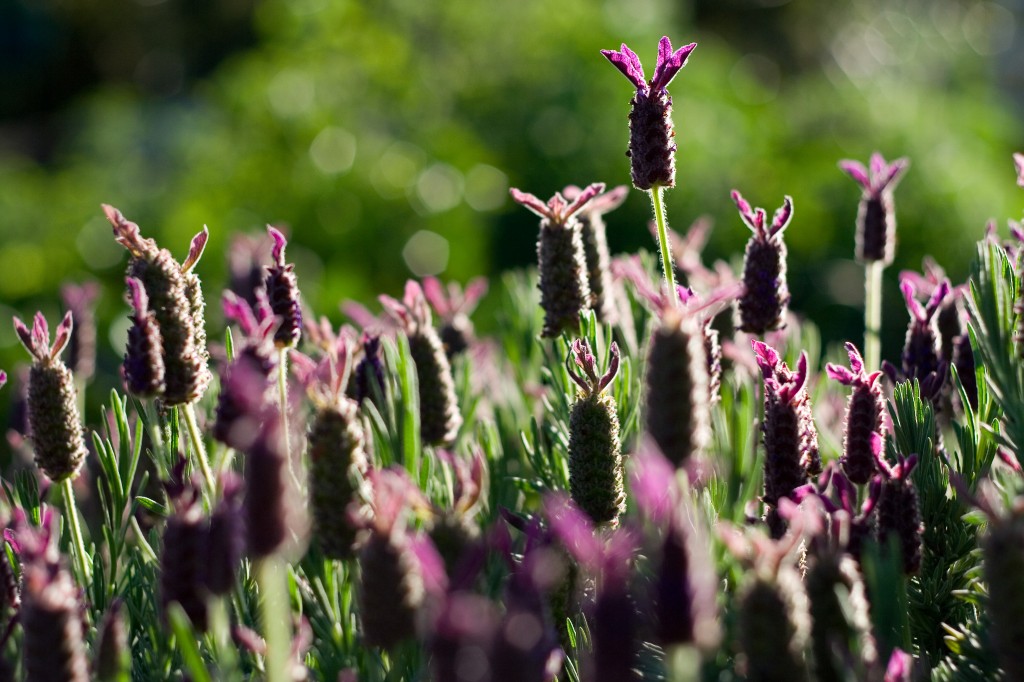 Lavender flowers