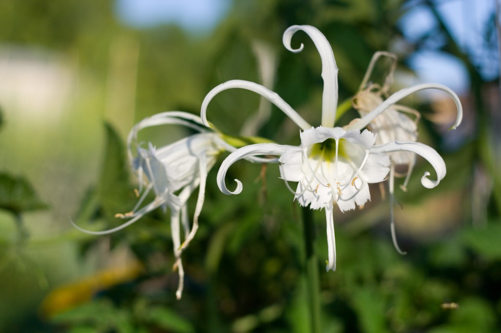 White orchid