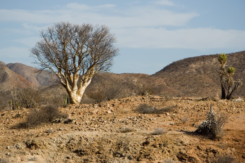 Elephant tree, Baja