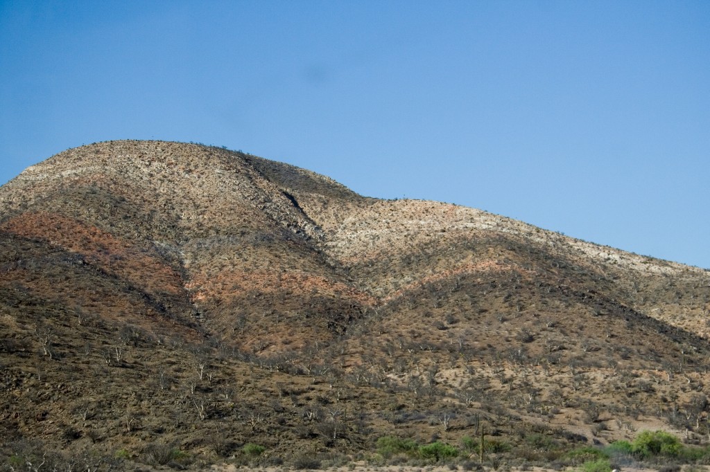 Hillside of elephant trees, Baja