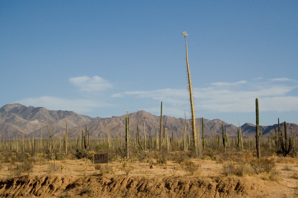 Lots of boojum trees