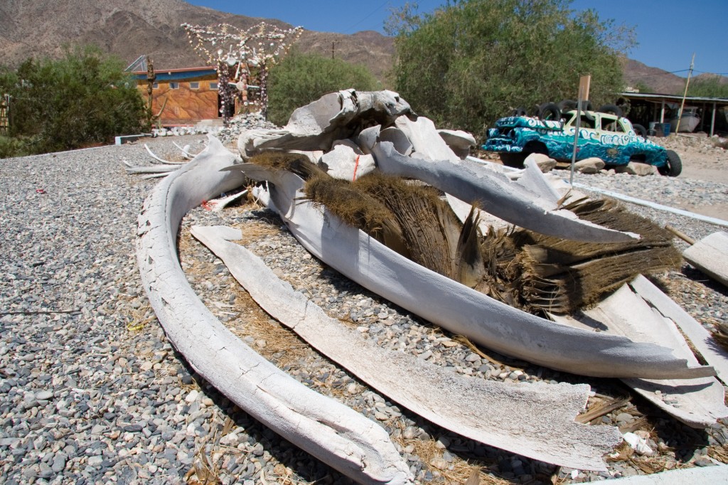 Whale bones