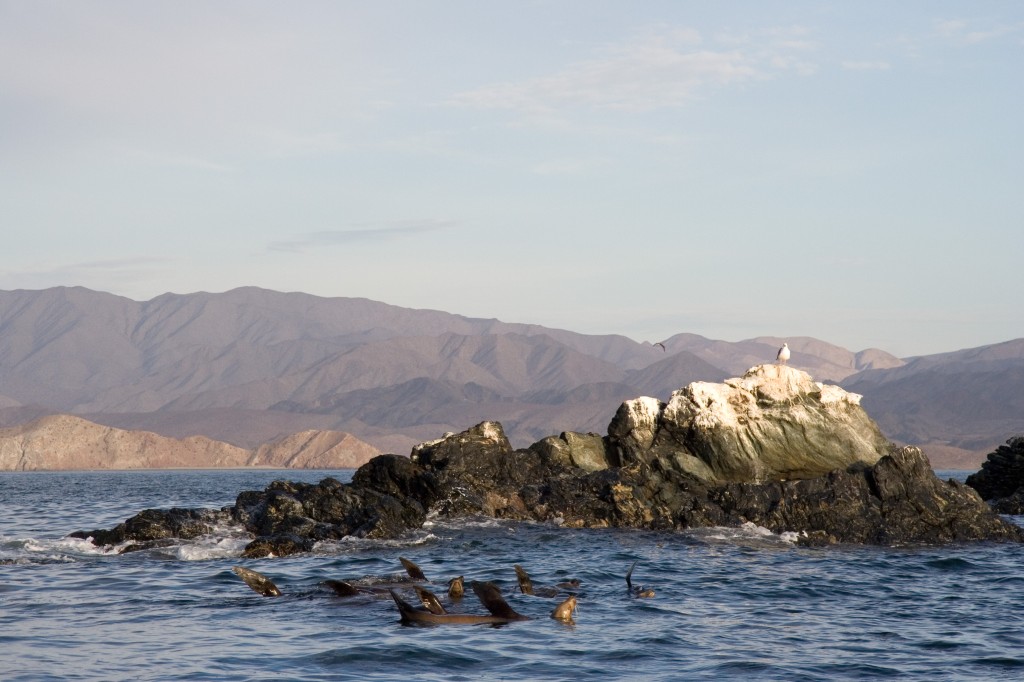 Sea lions