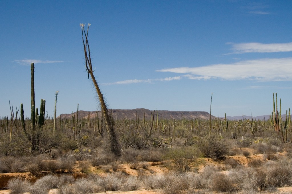 Couple boojum and a whole lot of cardón cactus