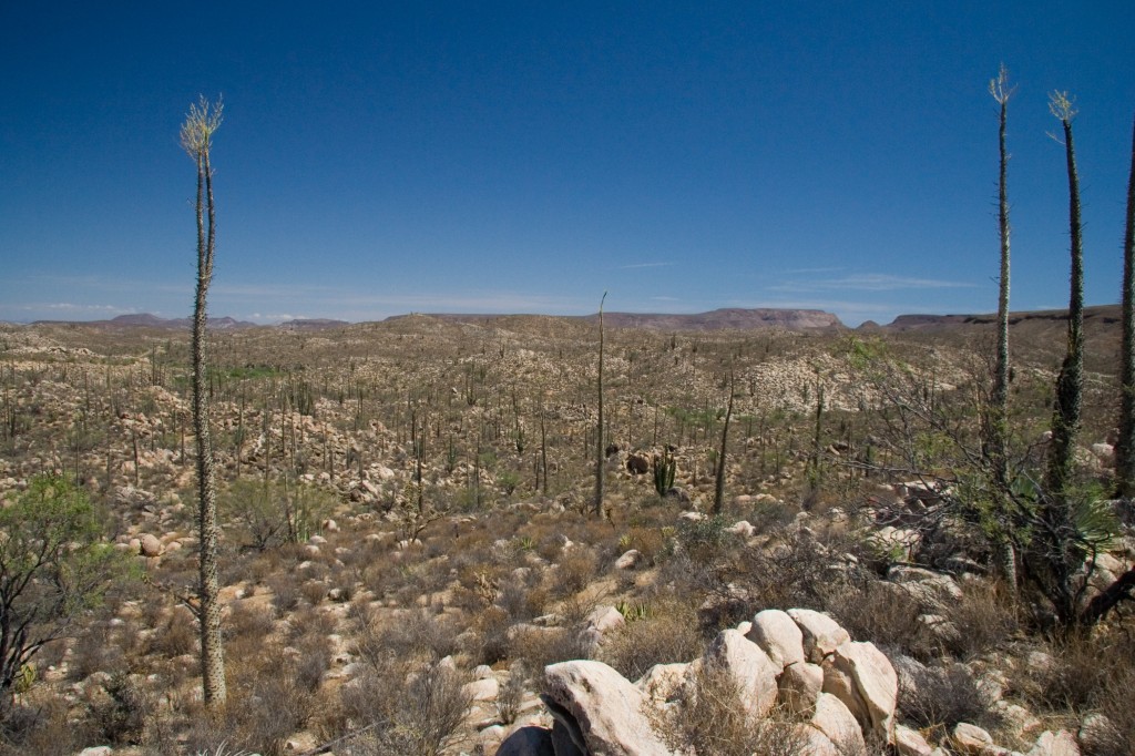 Boojum trees on the valley floor.