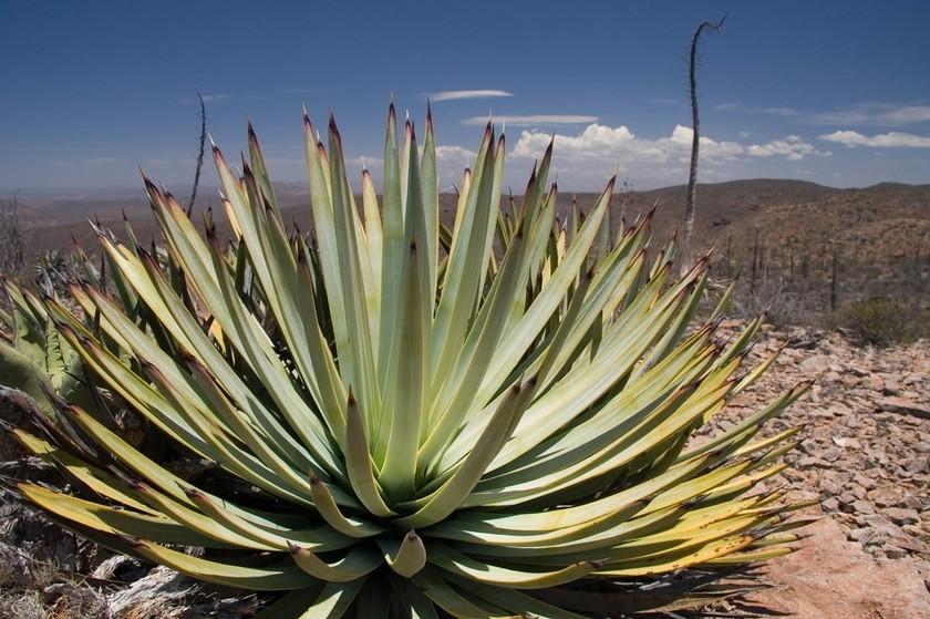 Green and spiny