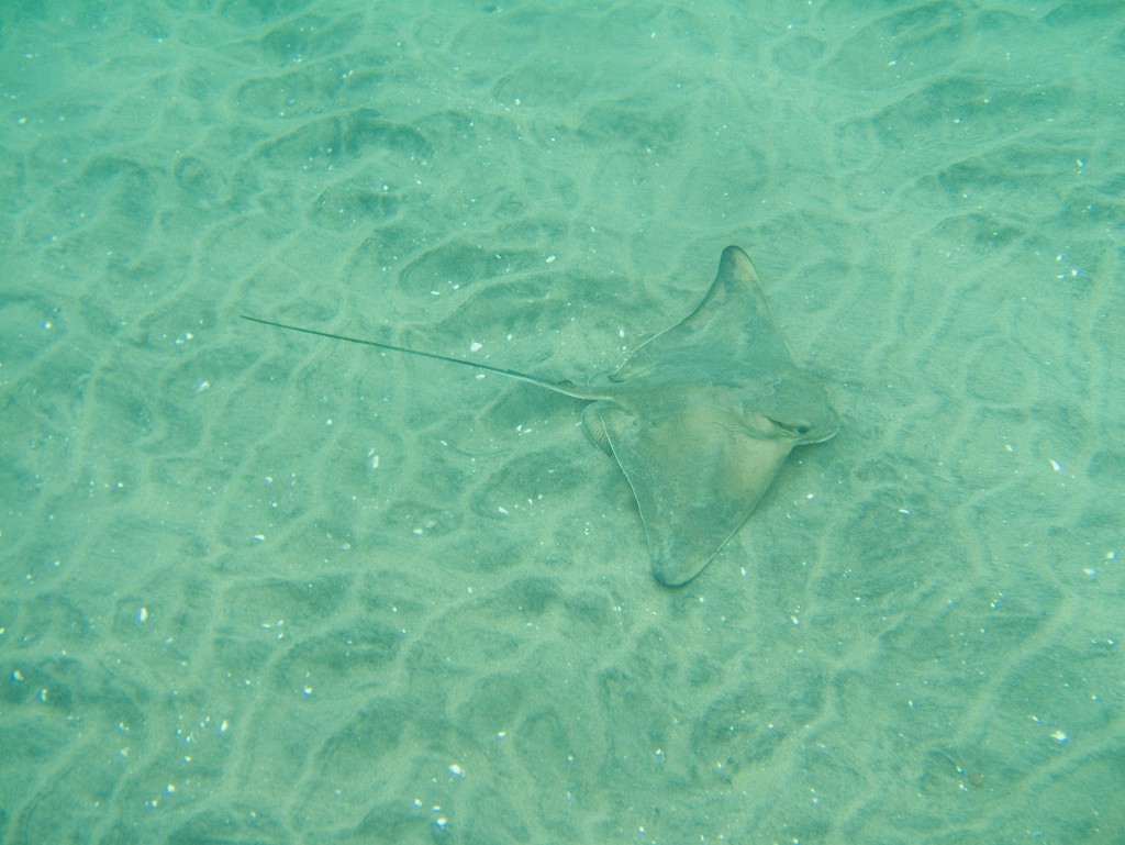 Bat ray