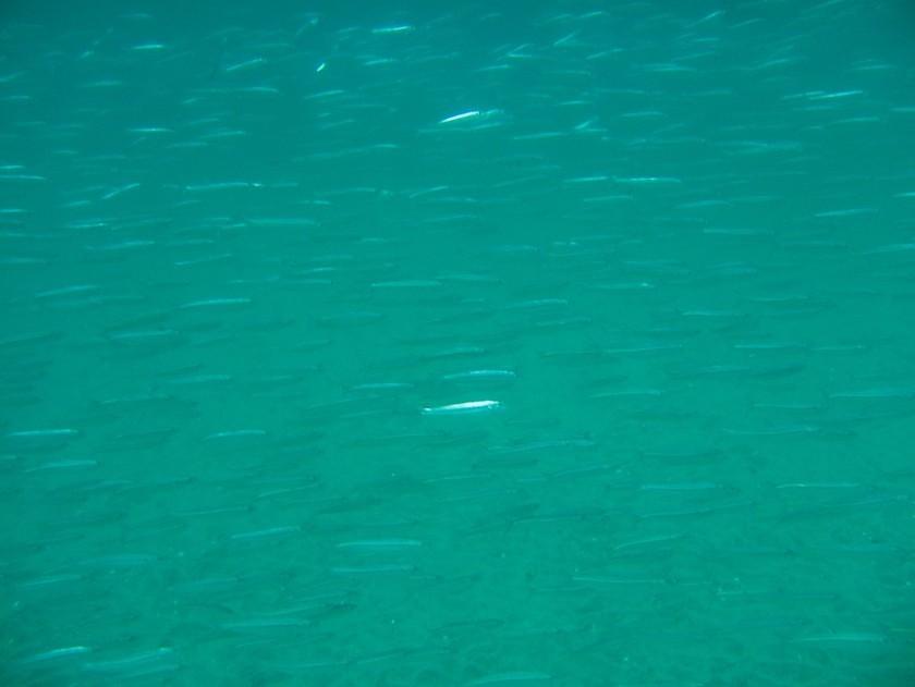 School of small fish