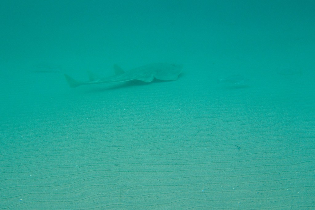 Skittish shovelnose guitarfish