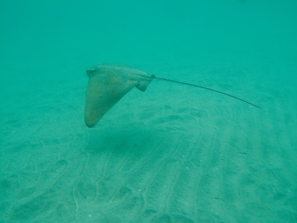 Bat ray swimming