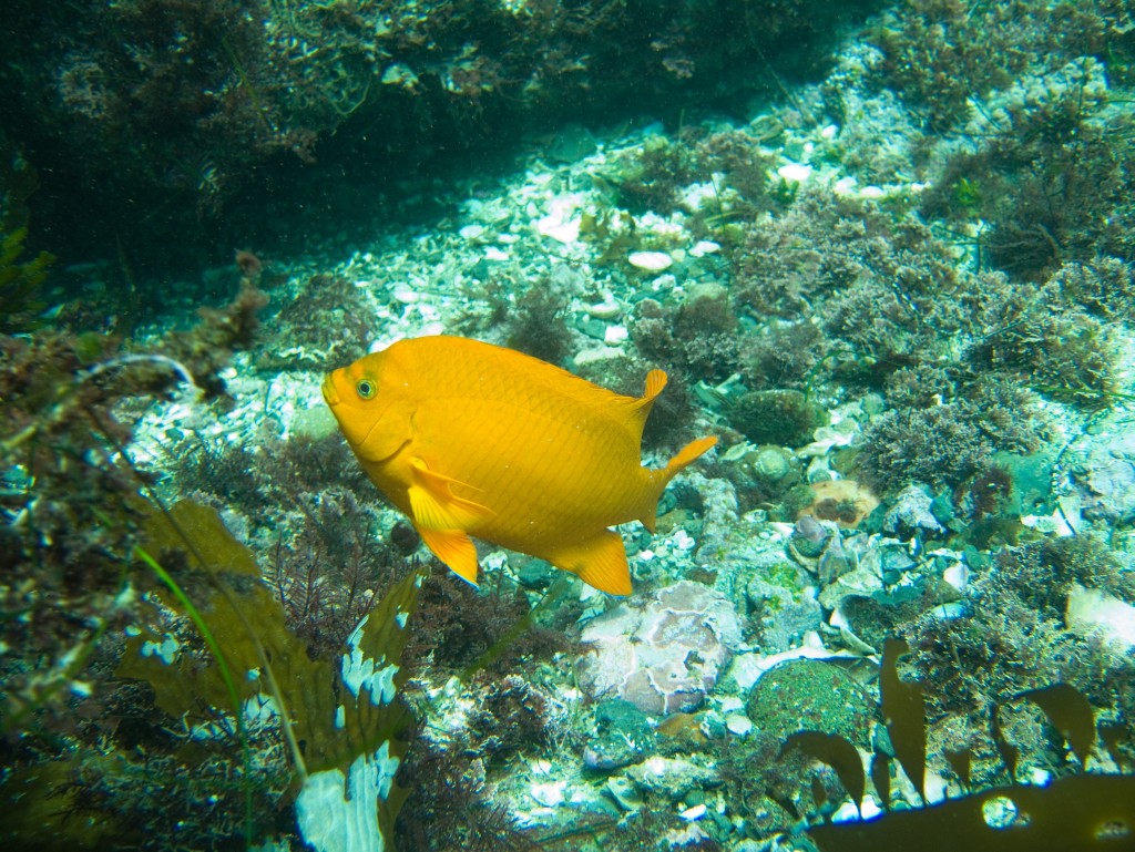 Garabaldi at La Jolla Cove