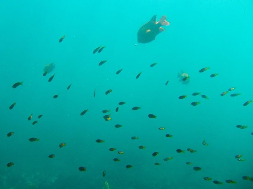 Small yellow and purple fish with garabaldi