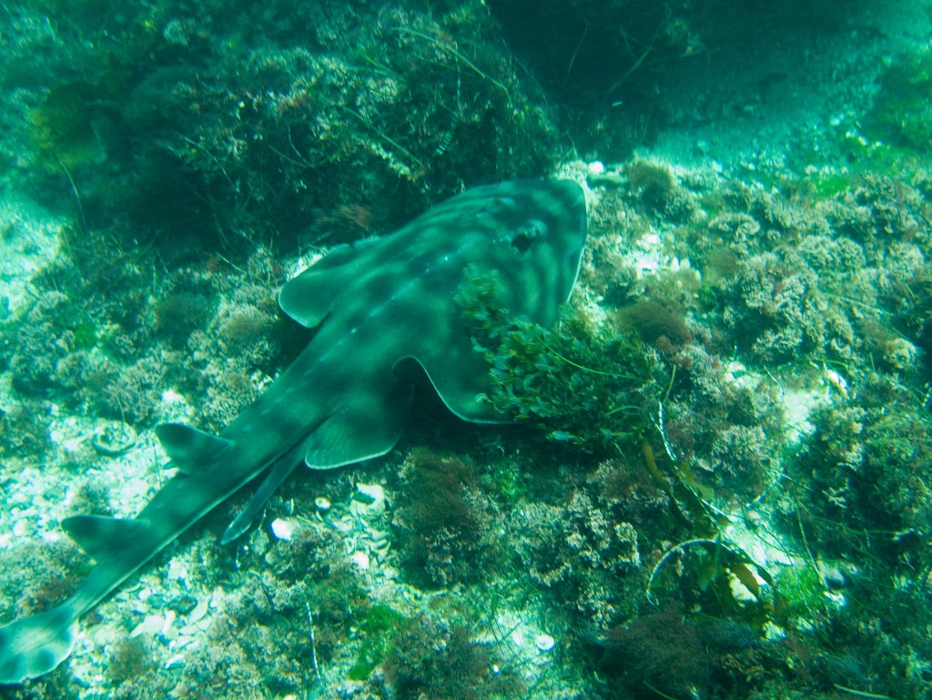 Shovelnose guitarfish