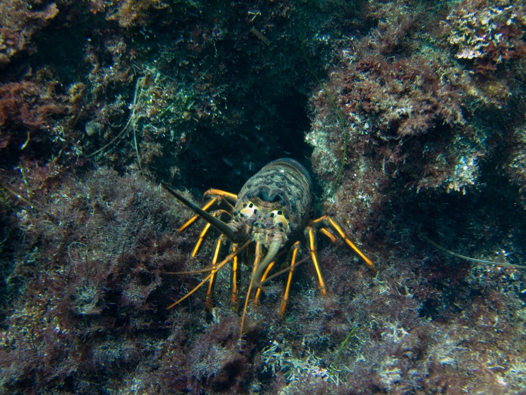 One of many lobsters hiding the rocks