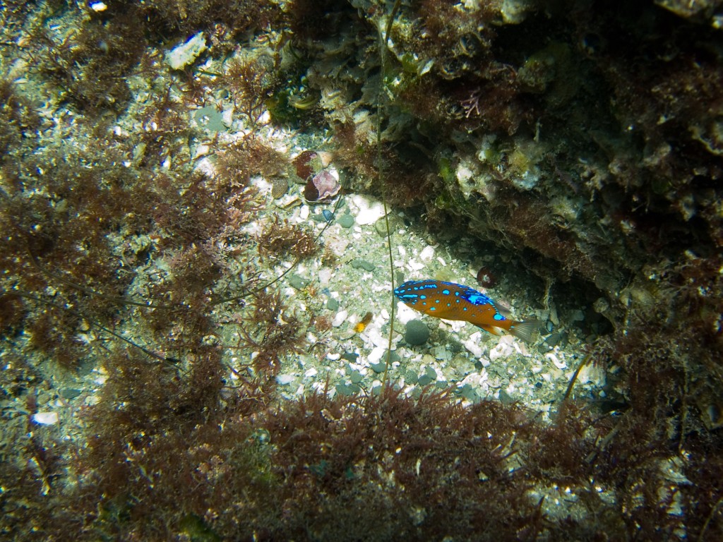 Juvenile garibaldi