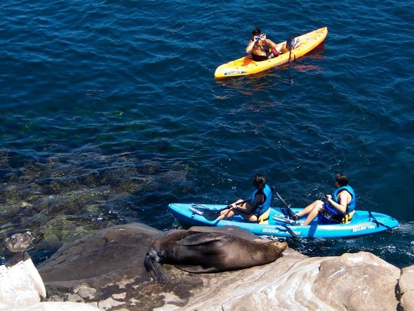 Kayak tourists annoying a sea lion