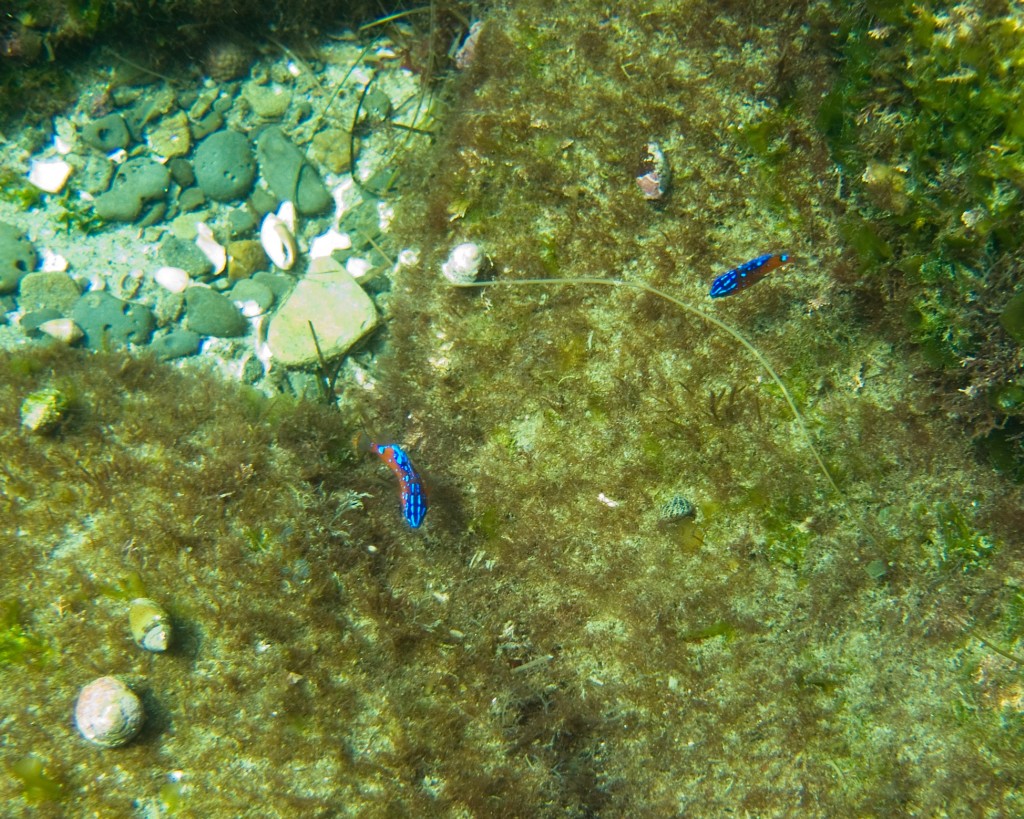 Tiny half-blue garibaldi