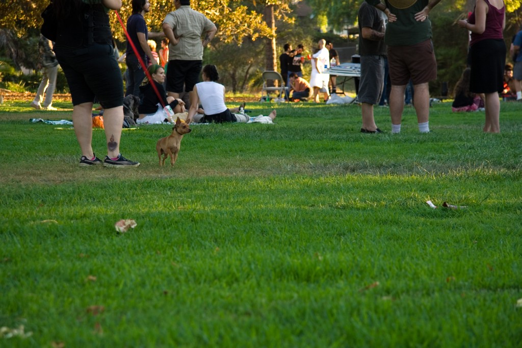 Chiuaua at the end of his leash