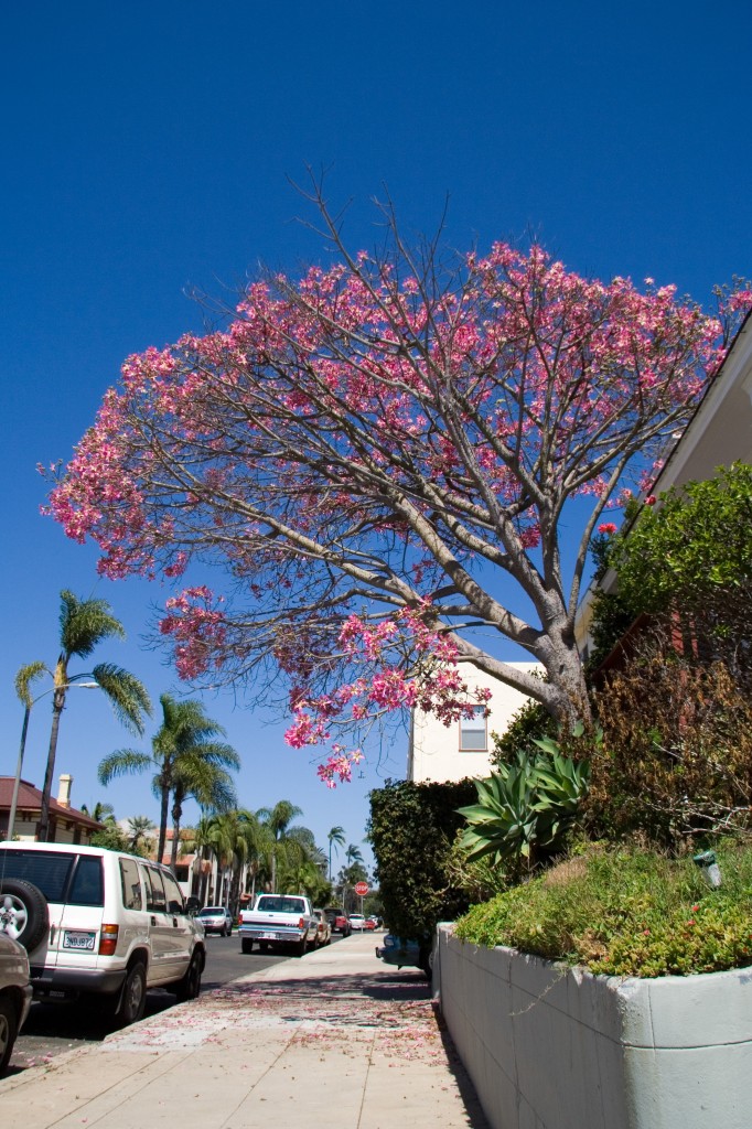 Pink flowers on a silk floss tree in Golden Hill