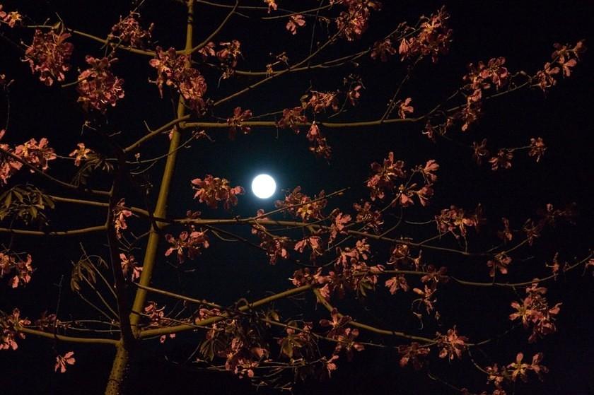 Full moon through the floss silk tree