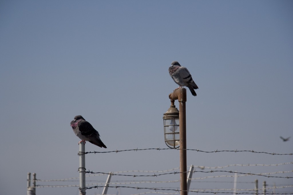 Puffed out pigeons