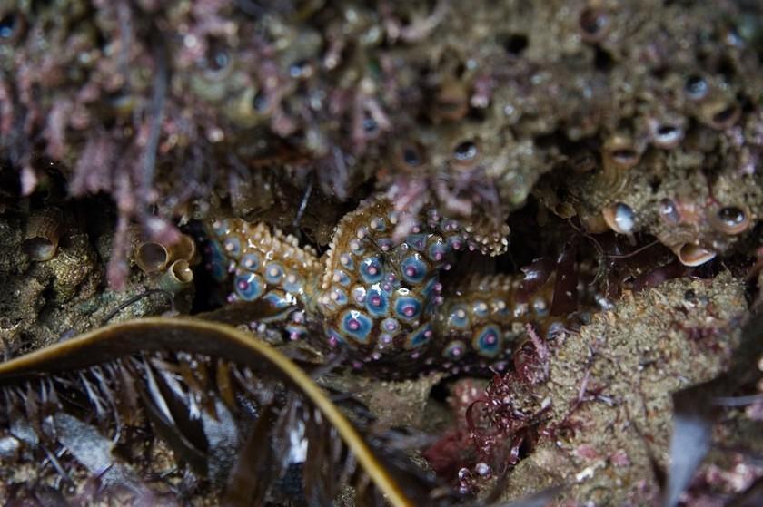 Purple spined starfish under a rock