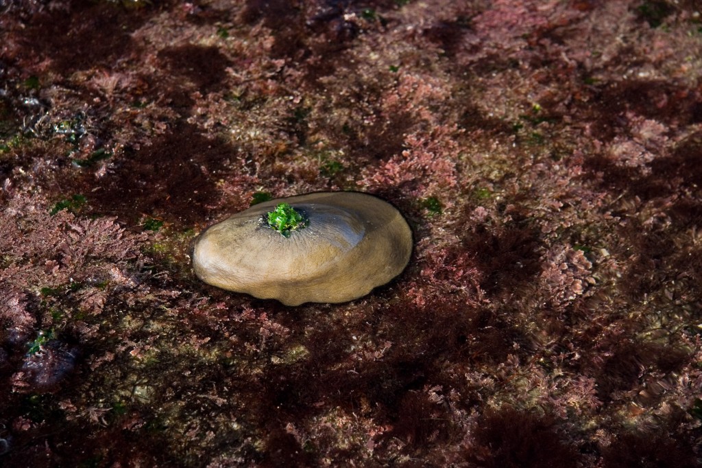 Fist sized keyhole limpet roaming around the tide pools