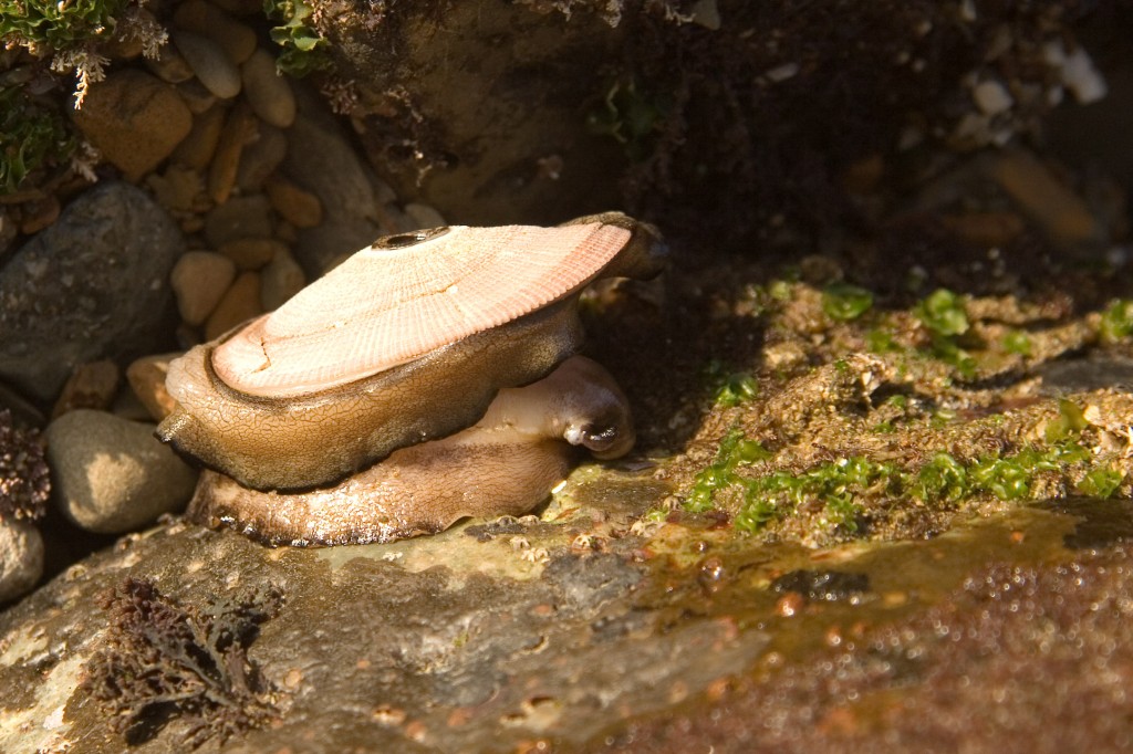 Limpet on the rocks