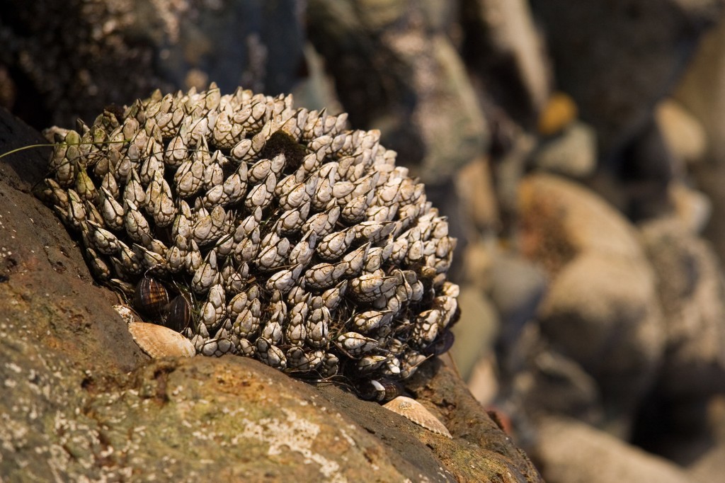 Clump of white mussels