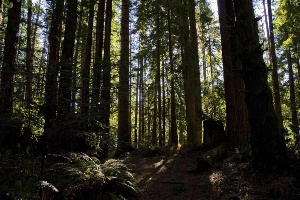 Ferns and trees in Jug Handle State Reserve