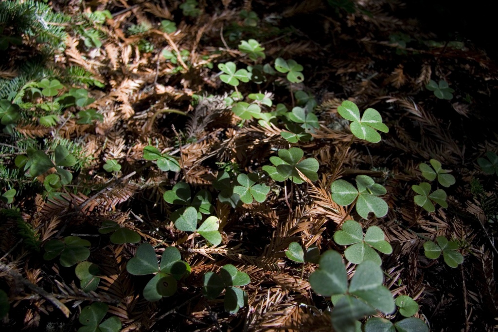 Clover and needles