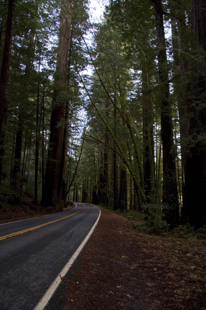 Avenue of the Giants road