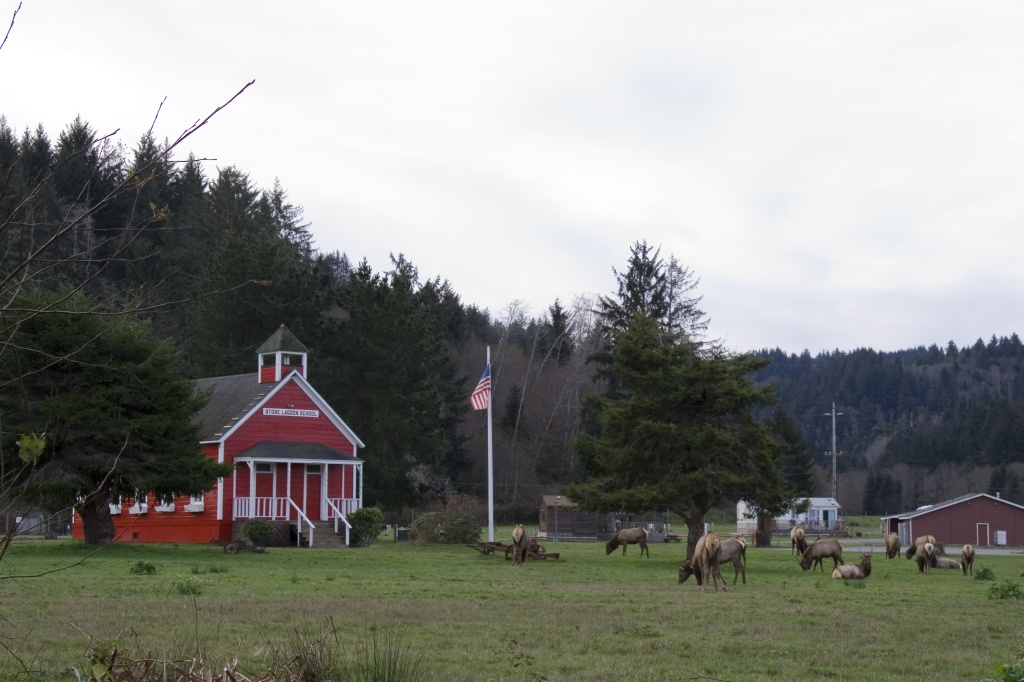 Stone Lagoon elk