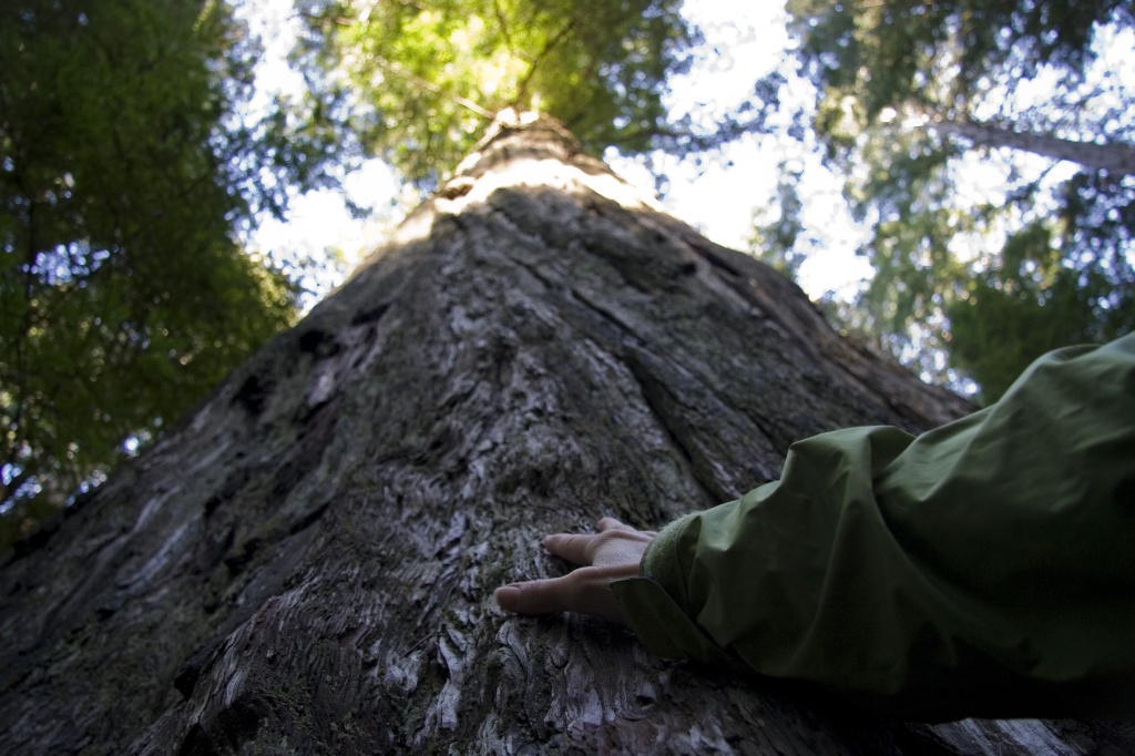 Looking up at the redwoods