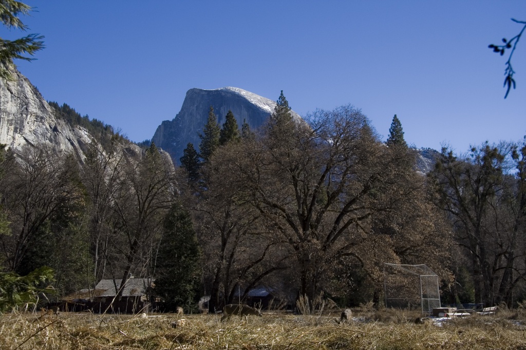 Deer wandering near park HQ, Half Dome in the distance