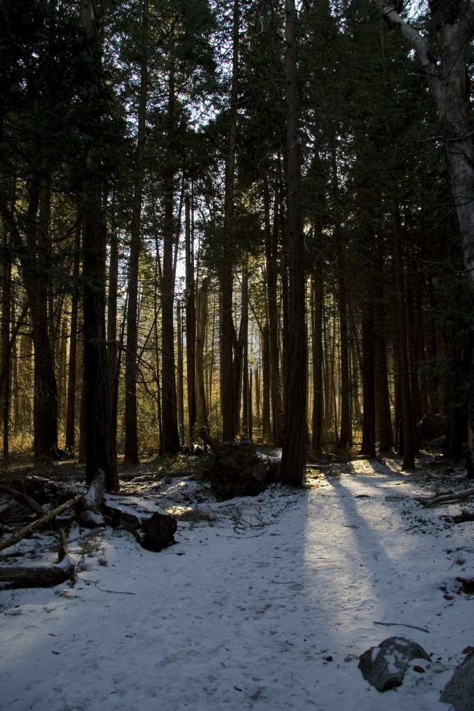 Sun filtering through the trees