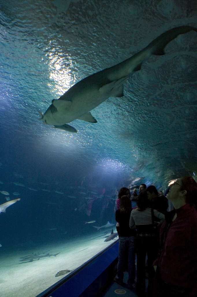 Shark overhead in L'Oceanografic